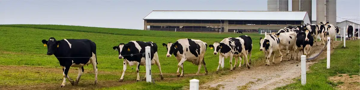 Dairy Industry